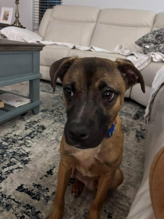 Enlarge Manny, a ADOPTABLE Mixed Breed in LEHIGH ACRES, FL image 3/6