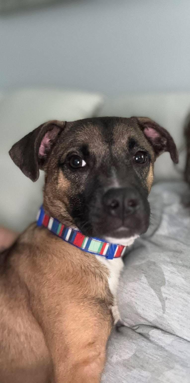 Enlarge Manny, a ADOPTABLE Mixed Breed in LEHIGH ACRES, FL image 2/6