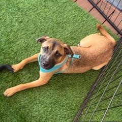 Enlarge Manny, a ADOPTABLE Mixed Breed in LEHIGH ACRES, FL image 5/6