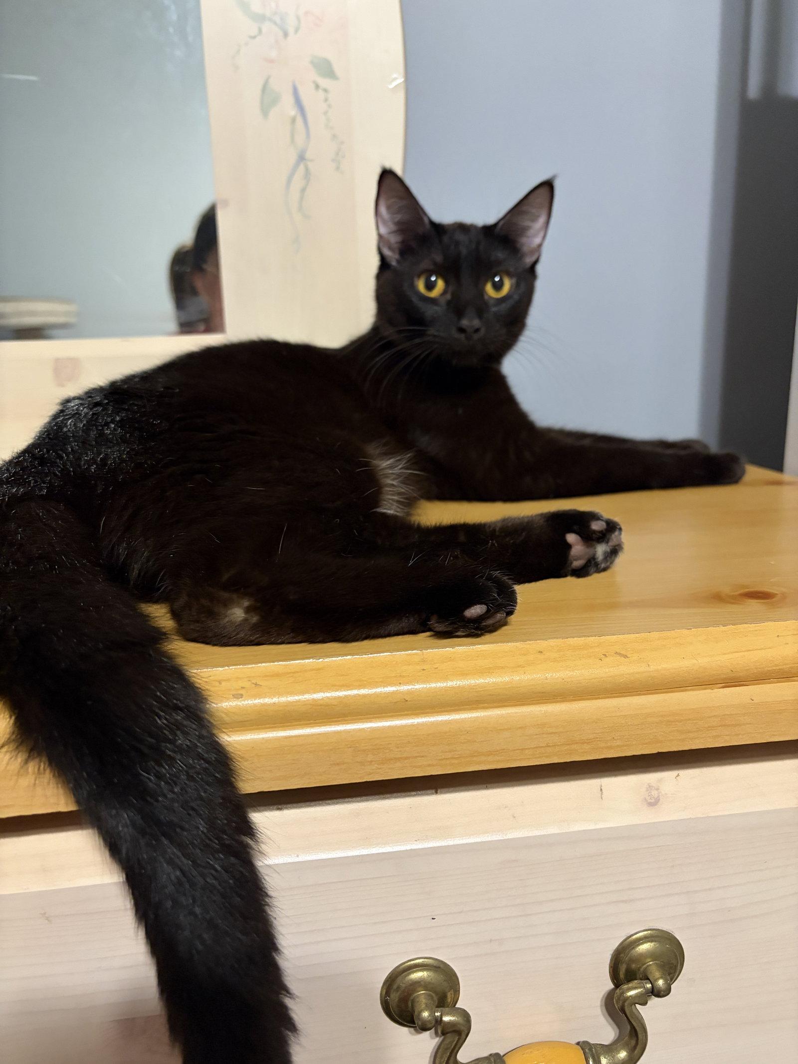 MAGPIE (Bonded with Panther), Adoptable, Young Female Domestic Short Hair.