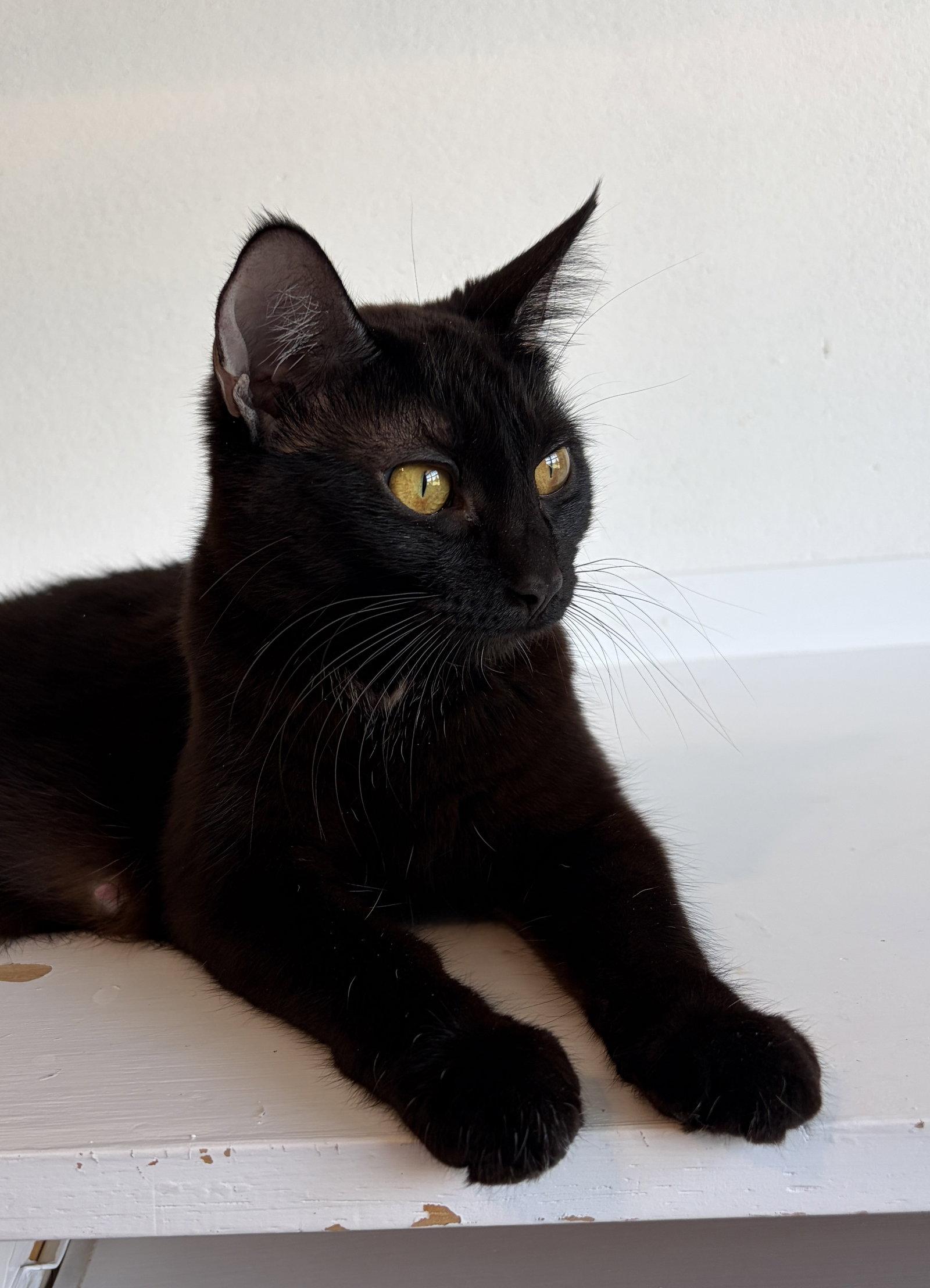 Enlarge MAGPIE (Bonded with Panther), a Adoptable Domestic Short Hair in Elgin, IL image 2/3
