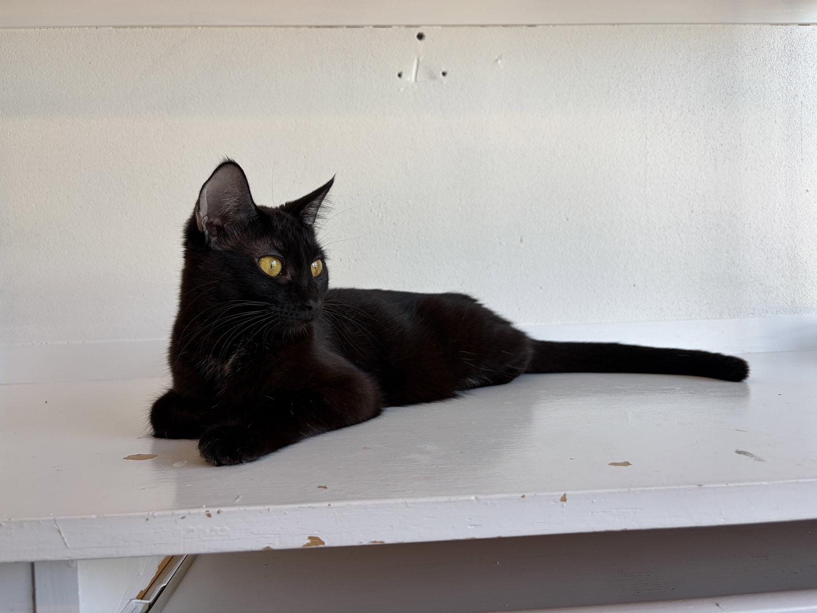 Enlarge MAGPIE (Bonded with Panther), a Adoptable Domestic Short Hair in Elgin, IL image 3/3