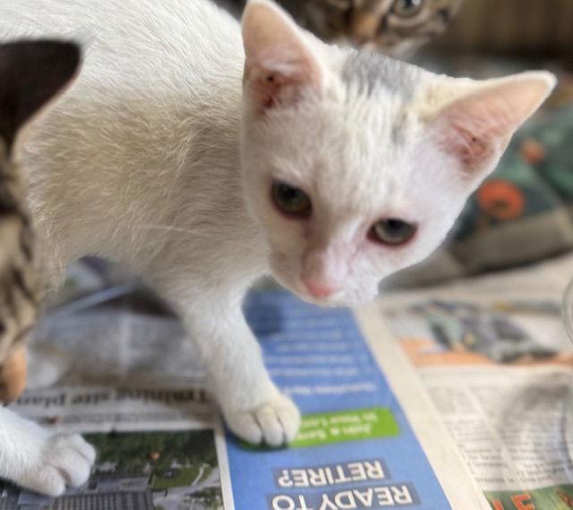 Lucas — thumbnail 2