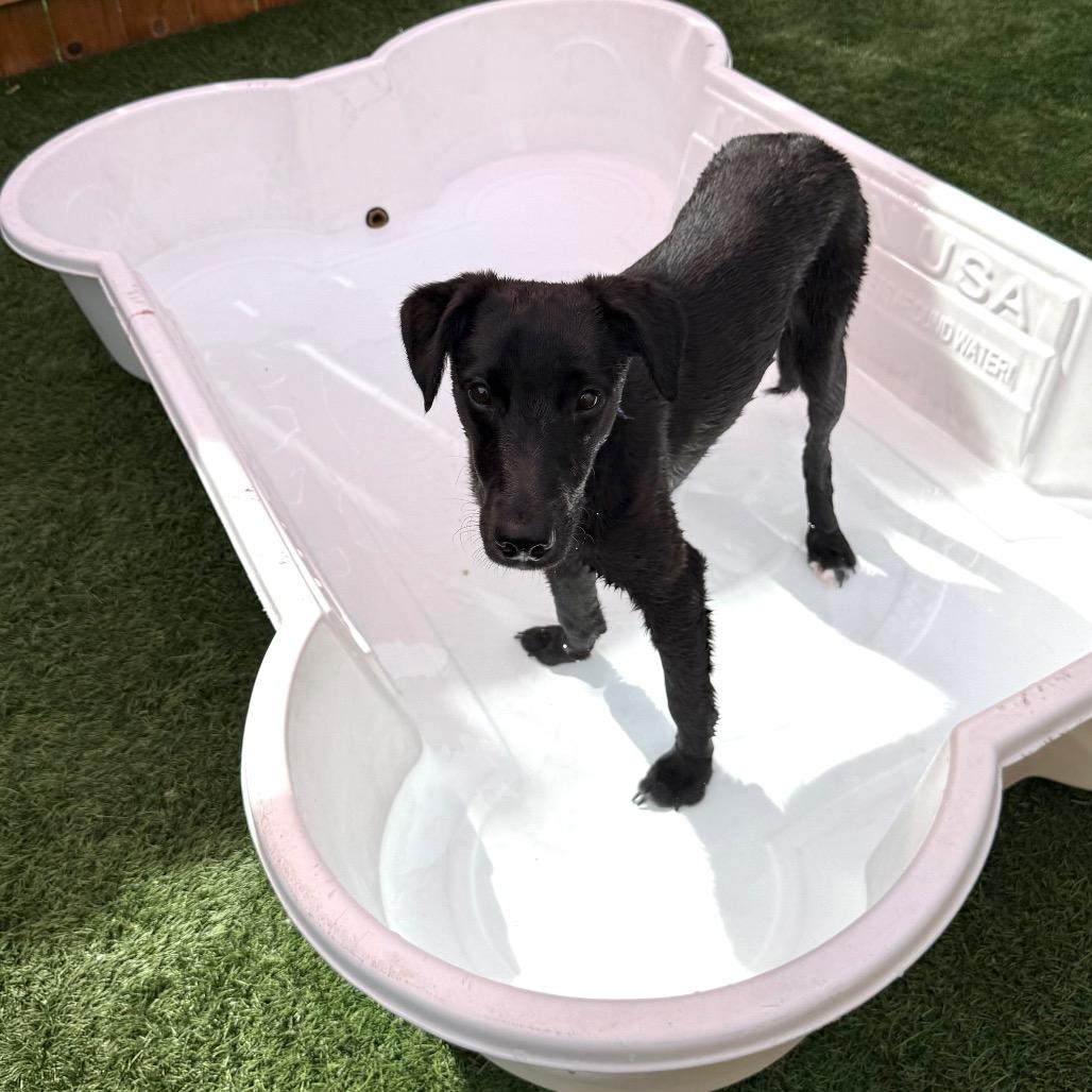 Marshall, Adoptable, Young Male Whippet & Golden Retriever.