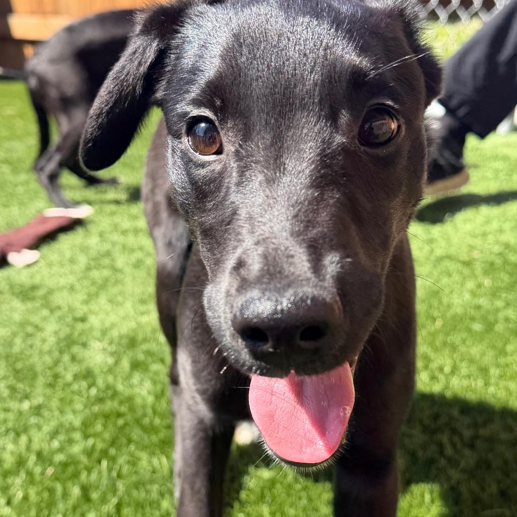 Marshall, Adoptable, Puppy Male Whippet & Golden Retriever.