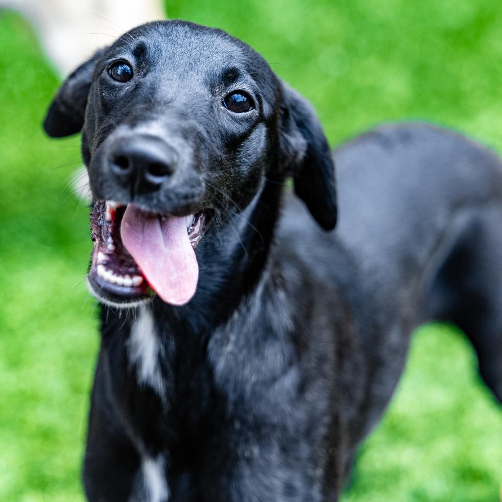 Enlarge Marshall, a Adoptable mixed breed in Naperville, IL image 2/6