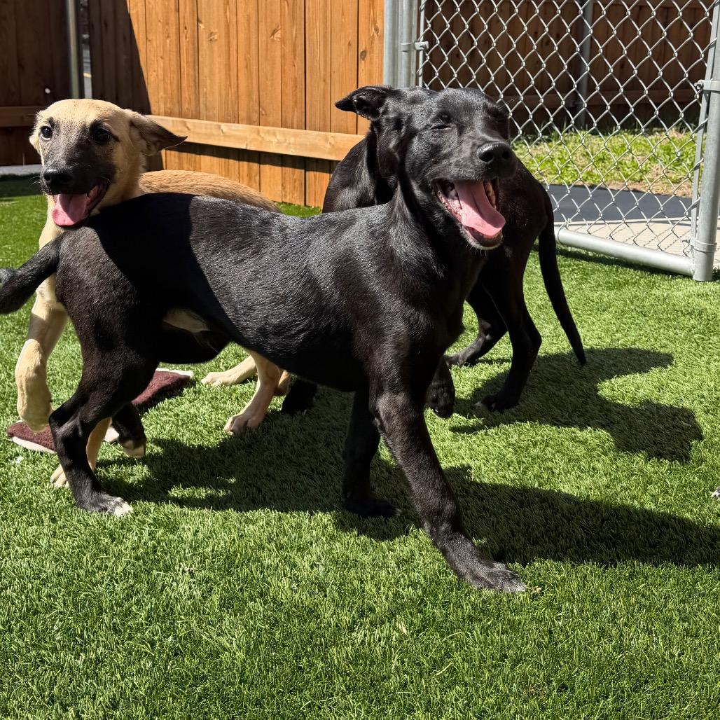 Enlarge Marshall, a Adoptable mixed breed in Naperville, IL image 3/6