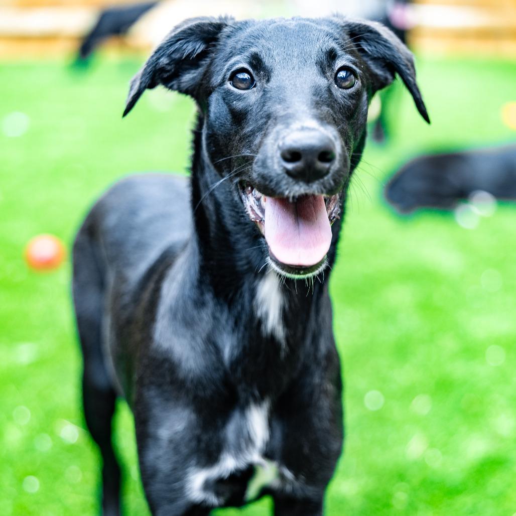 Enlarge Marshall, a Adoptable mixed breed in Naperville, IL image 4/6