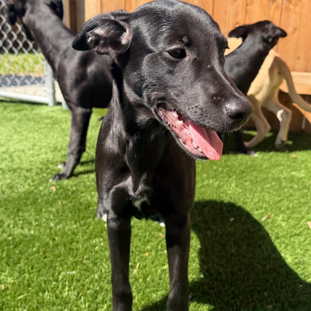 Enlarge Marshall, a Adoptable mixed breed in Naperville, IL image 5/6