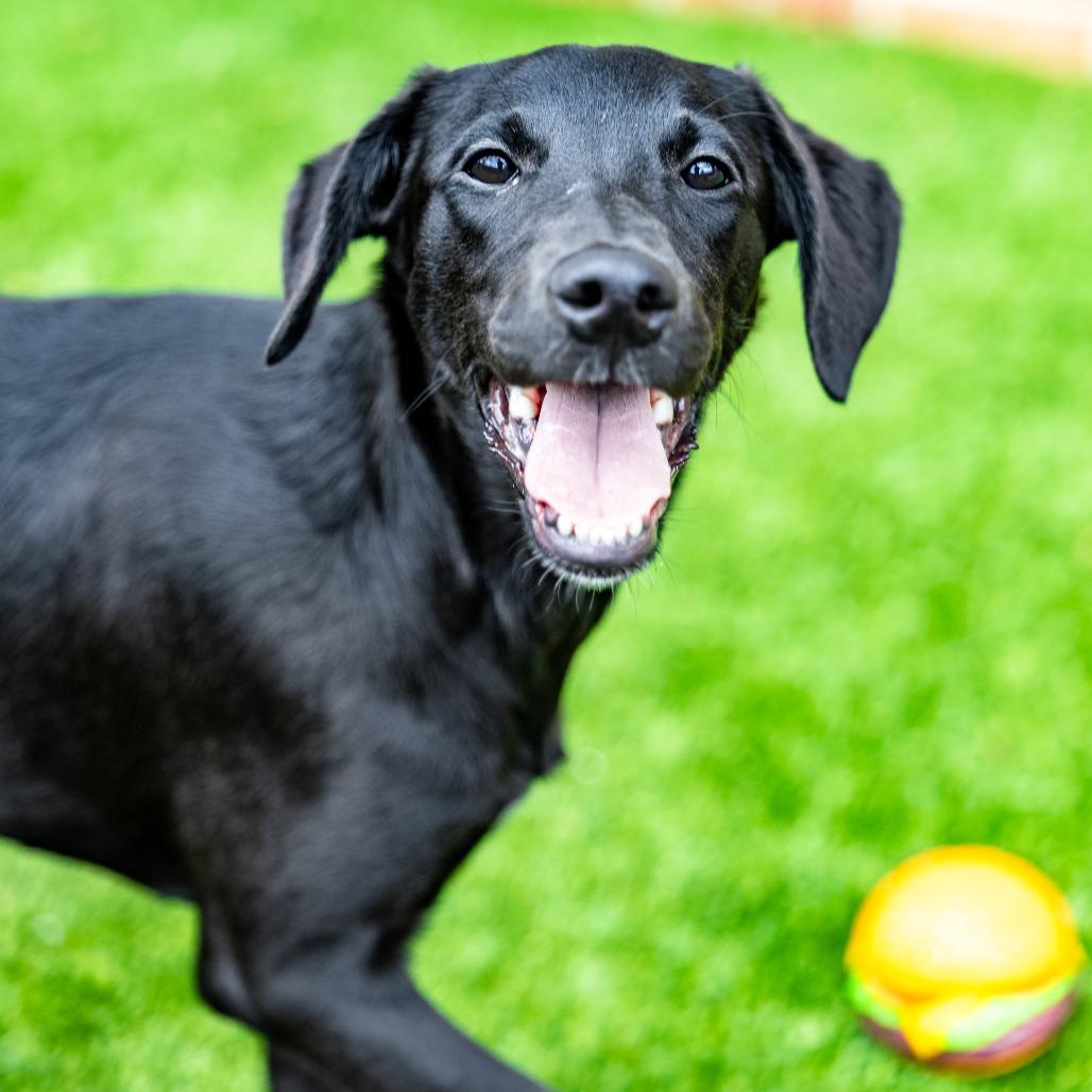 Marshall, a Adoptable mixed breed in Naperville, IL image 5/6