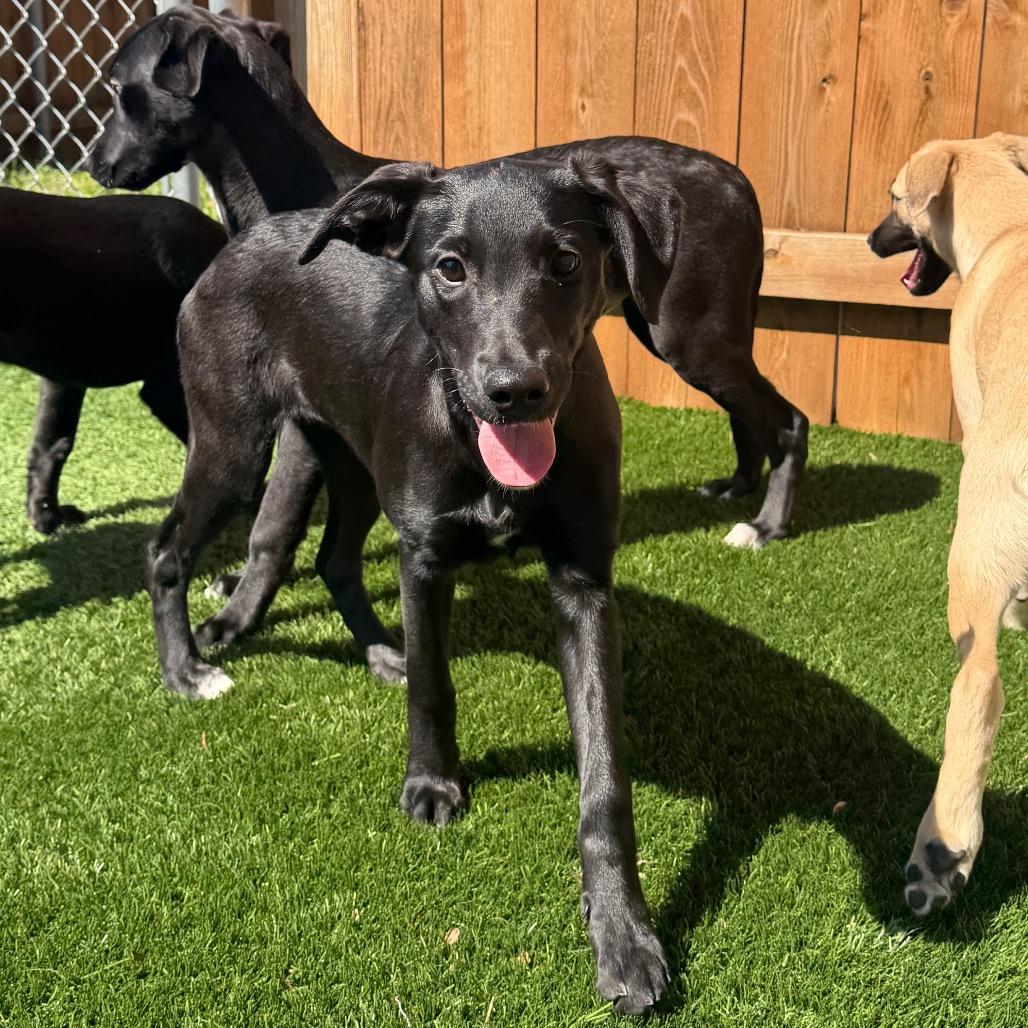 Enlarge Marshall, a Adoptable mixed breed in Naperville, IL image 6/6