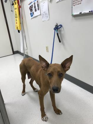 Lady, Adoptable, Adult Female Retriever & Shepherd.