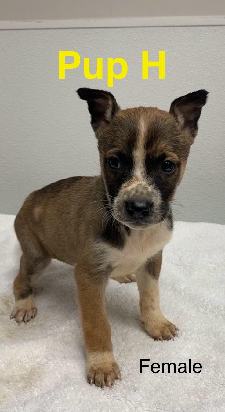 Enlarge Pup H, a ADOPTABLE Mixed Breed in Pomeroy, OH image 1/1