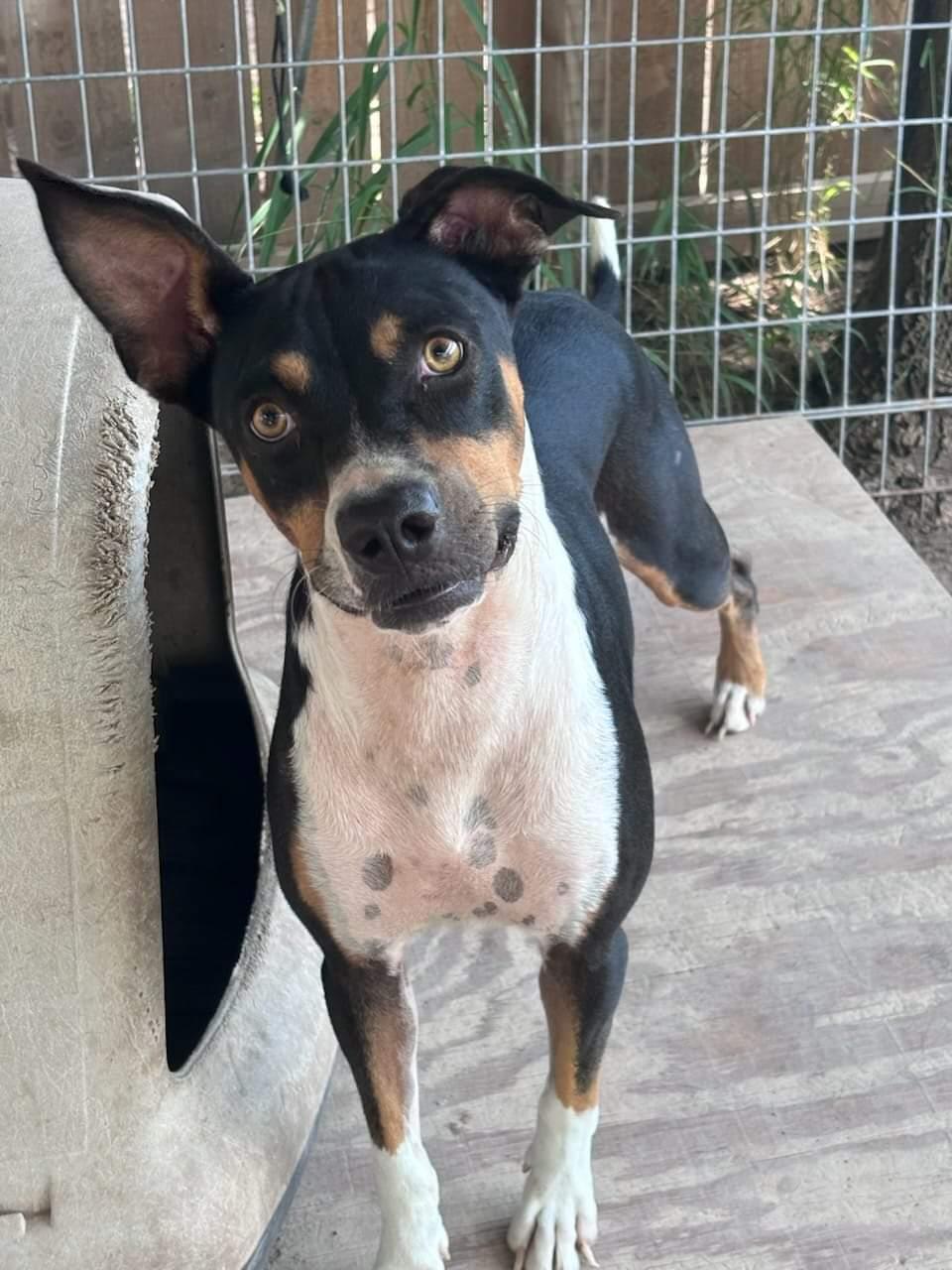 Matcha, a Adoptable mixed breed in Shillington, PA image 2/4