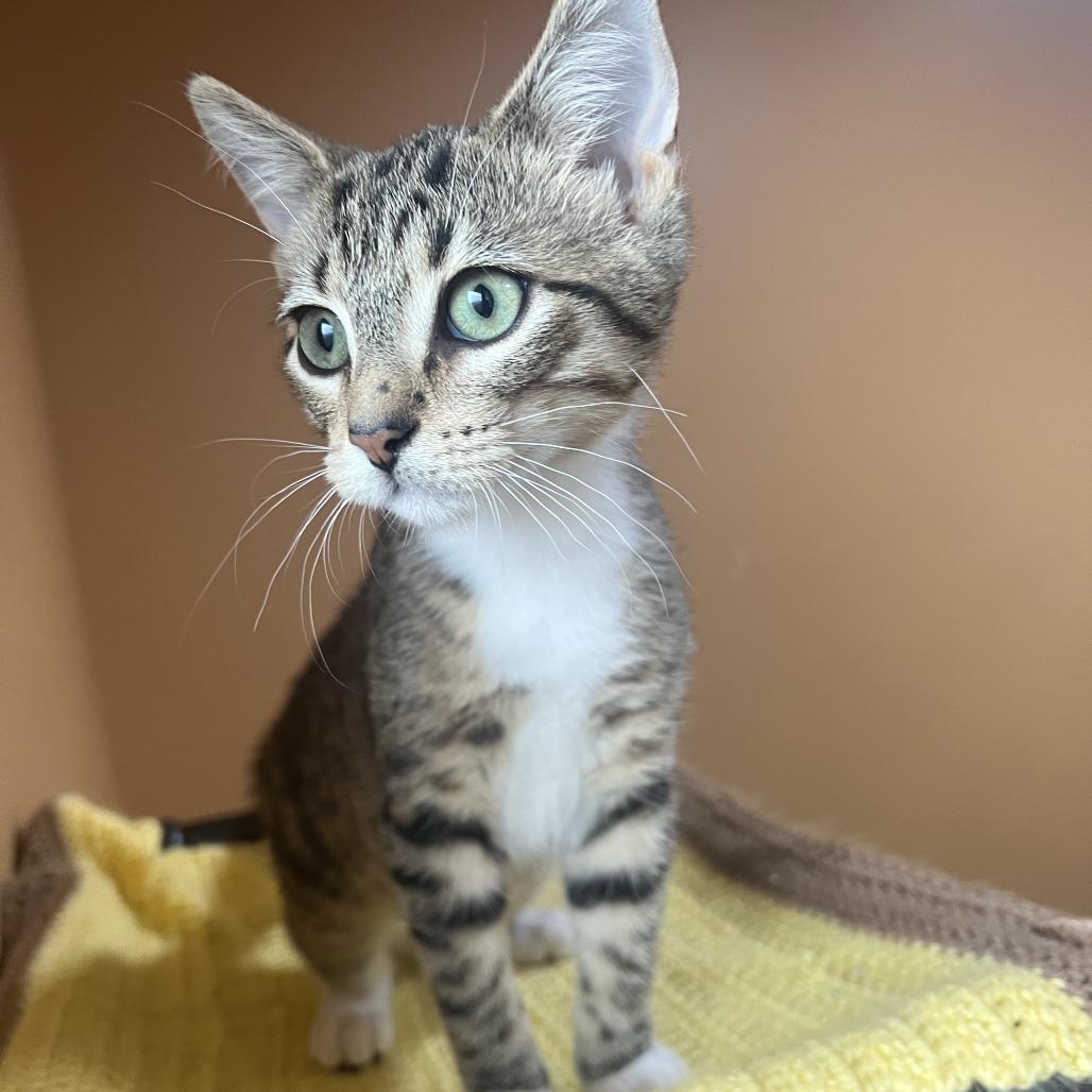 Augustus, Adoptable, Young Male Domestic Short Hair.