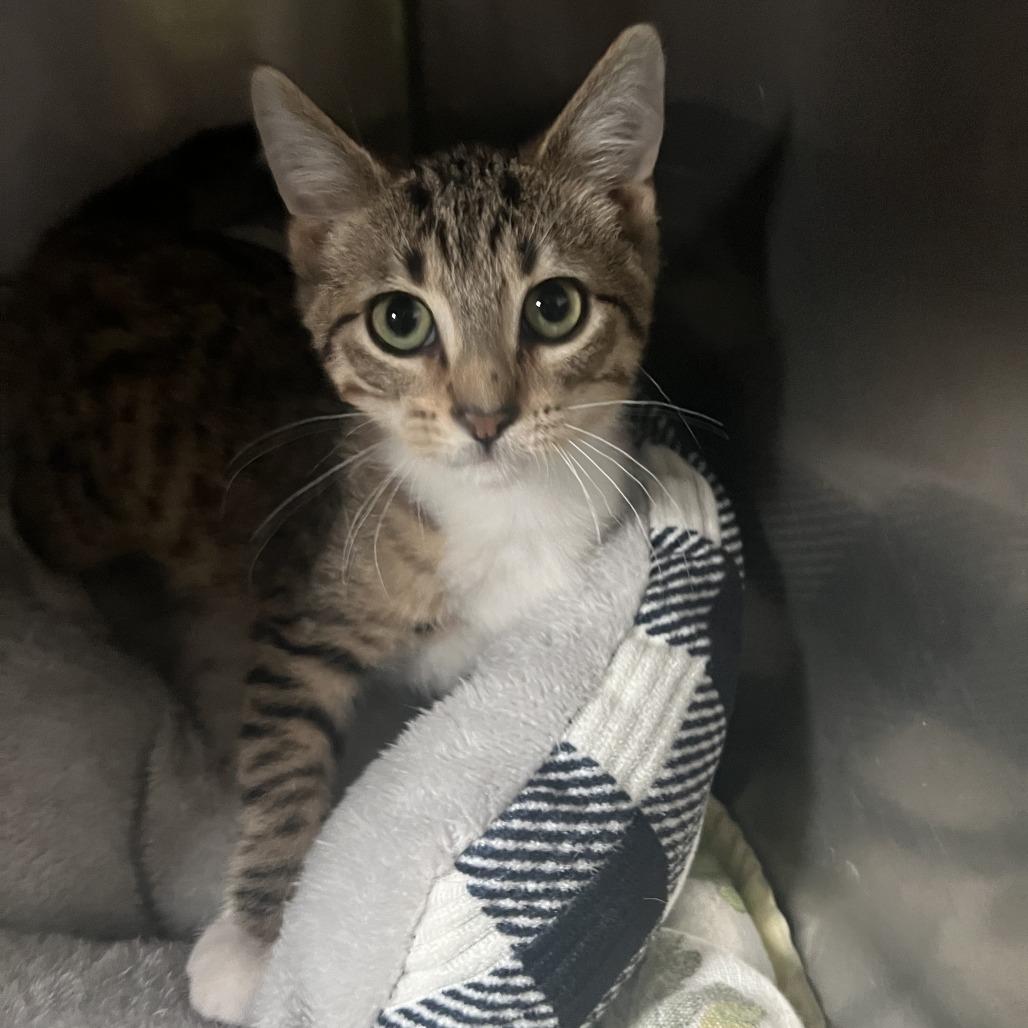 Enlarge Augustus, a Adoptable Domestic Short Hair in Wadena, MN image 4/4