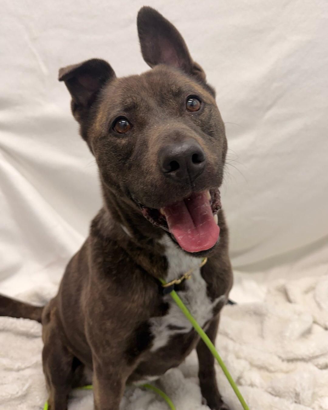 Enlarge Nala Tag #262, an adopted mixed breed in Central Islip, NY image 1/1