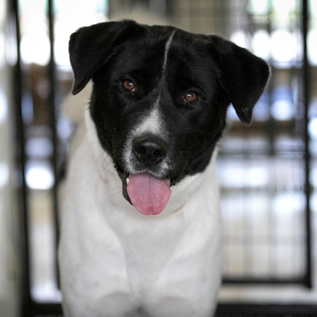 Enlarge Amaterasu (AG25-163), a Adoptable mixed breed in Peyton, CO image 1/6