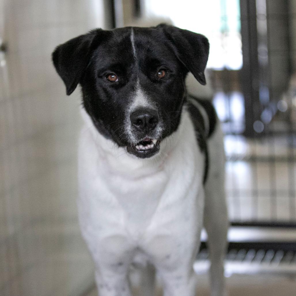 Enlarge Amaterasu (AG25-163), a Adoptable mixed breed in Peyton, CO image 3/6