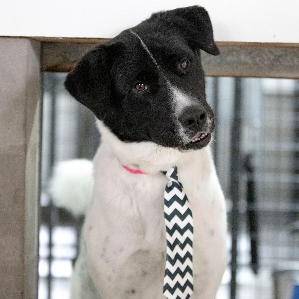 Enlarge Amaterasu (AG25-163), a Adoptable mixed breed in Peyton, CO image 4/6