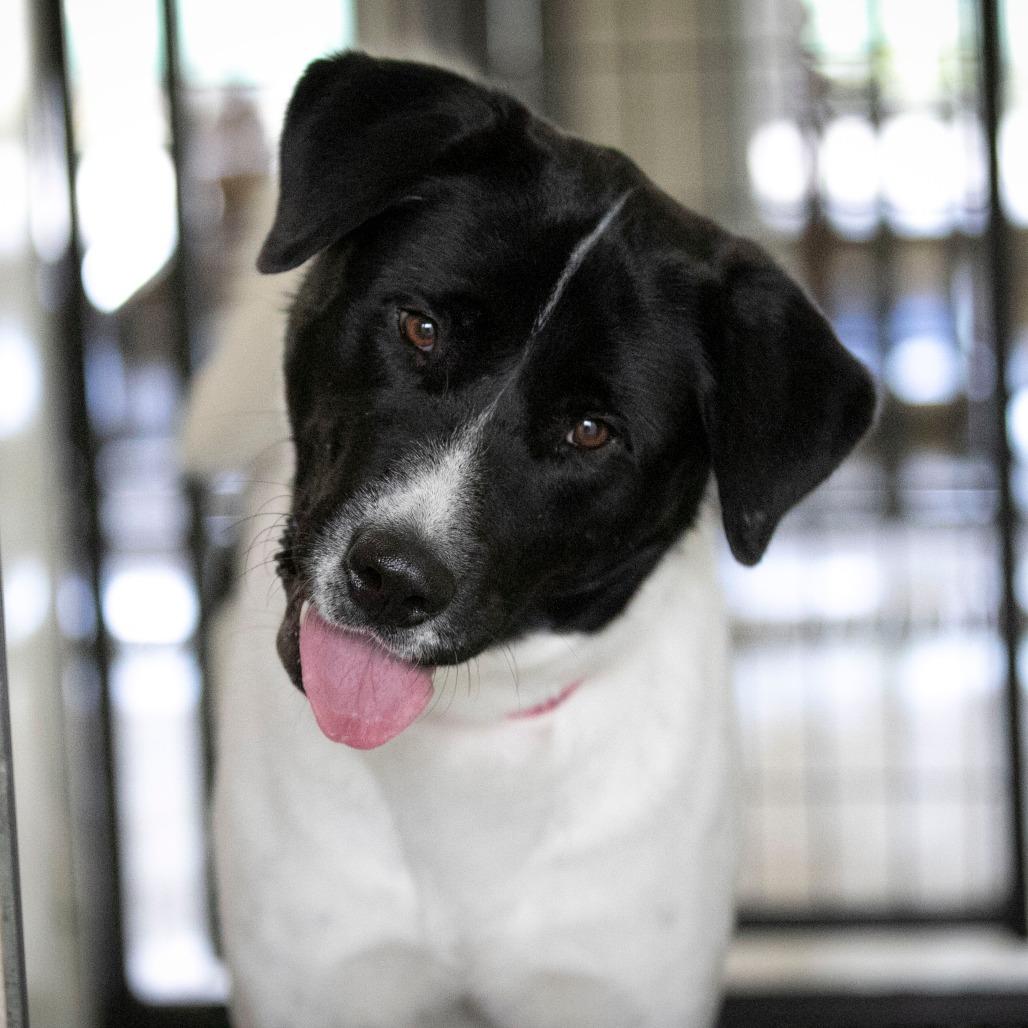 Enlarge Amaterasu (AG25-163), a Adoptable mixed breed in Peyton, CO image 5/6