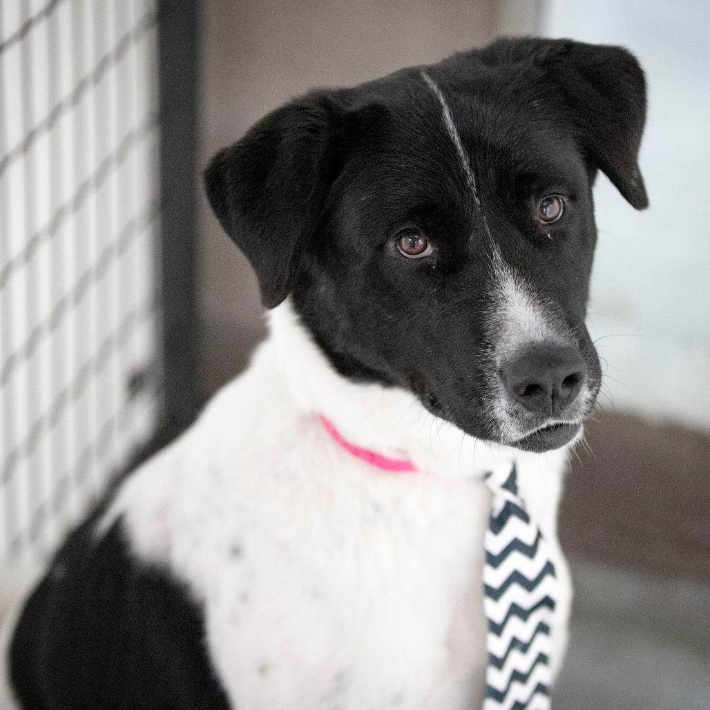 Enlarge Amaterasu (AG25-163), a Adoptable mixed breed in Peyton, CO image 6/6