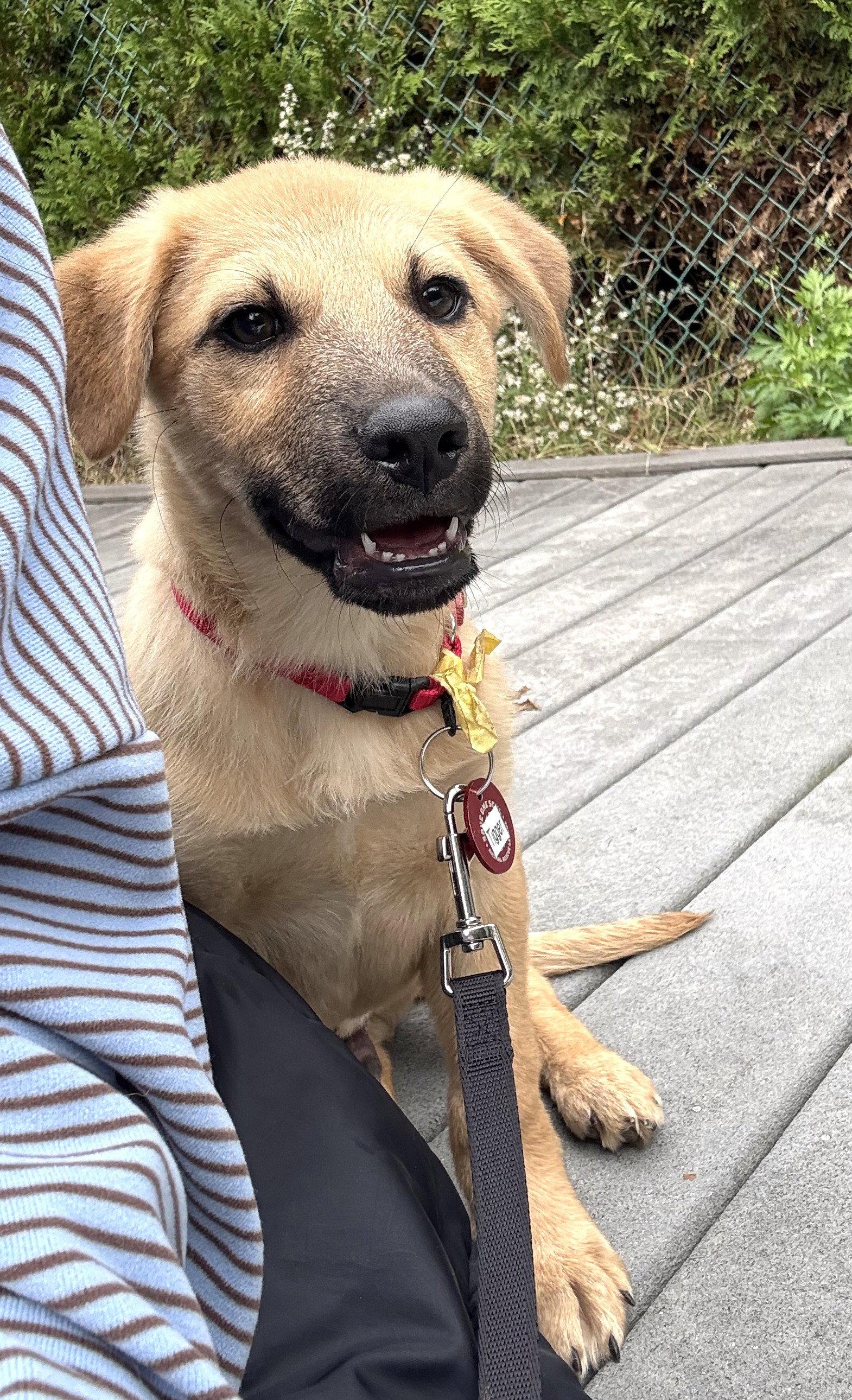 Tigger 5AcreWood *LOCAL*, Adoptable, Puppy Male Labrador Retriever & Collie.