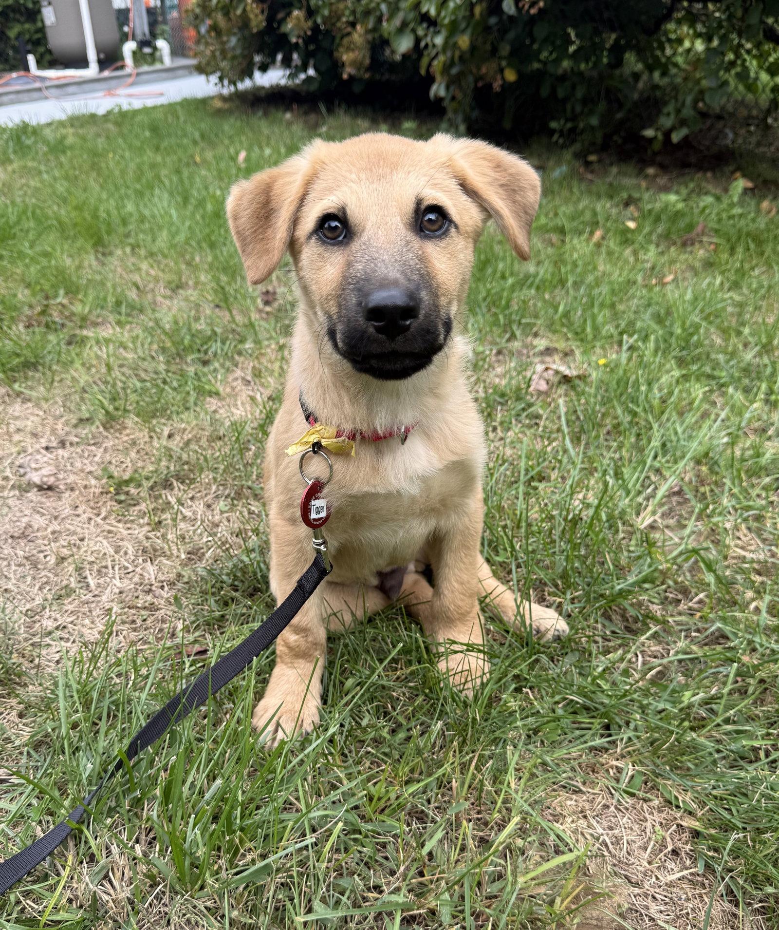 Enlarge Tigger 5AcreWood *LOCAL*, a Adoptable mixed breed in Wakefield, RI image 2/3