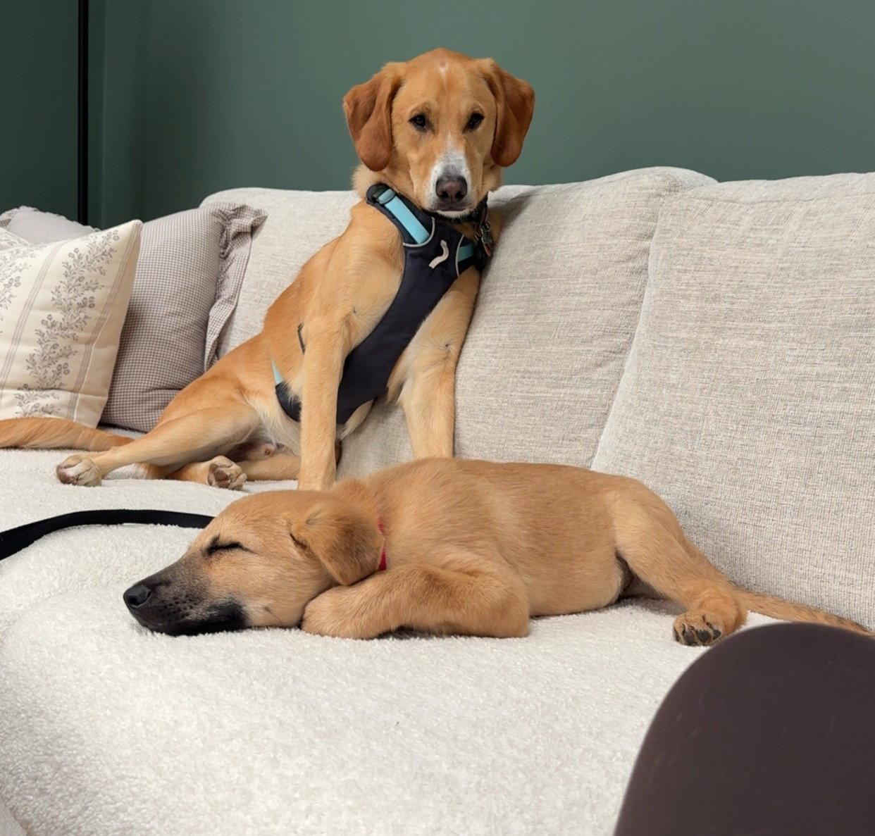 Enlarge Tigger 5AcreWood *LOCAL*, a Adoptable mixed breed in Wakefield, RI image 3/3
