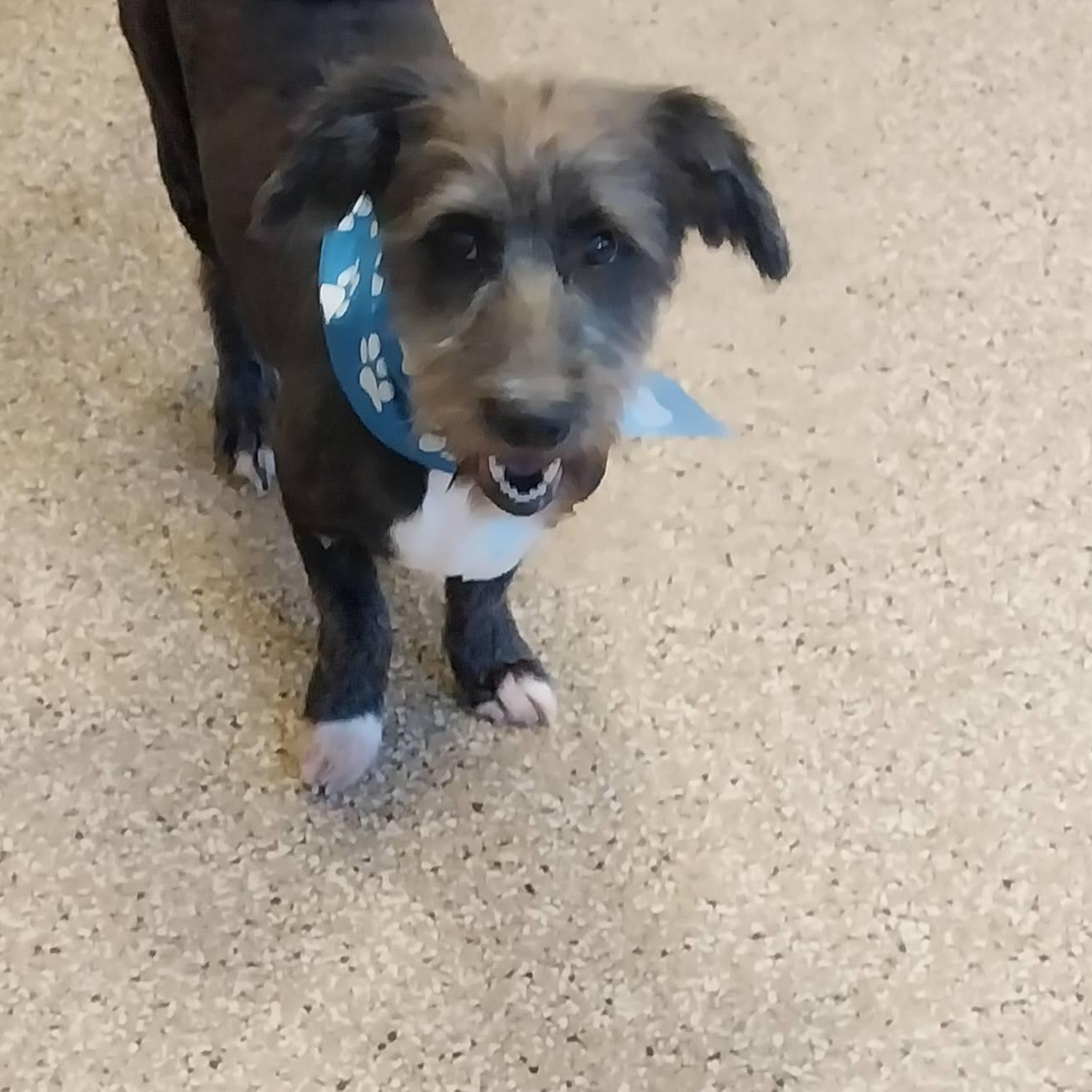 Max, ADOPTABLE, Senior Male Terrier.