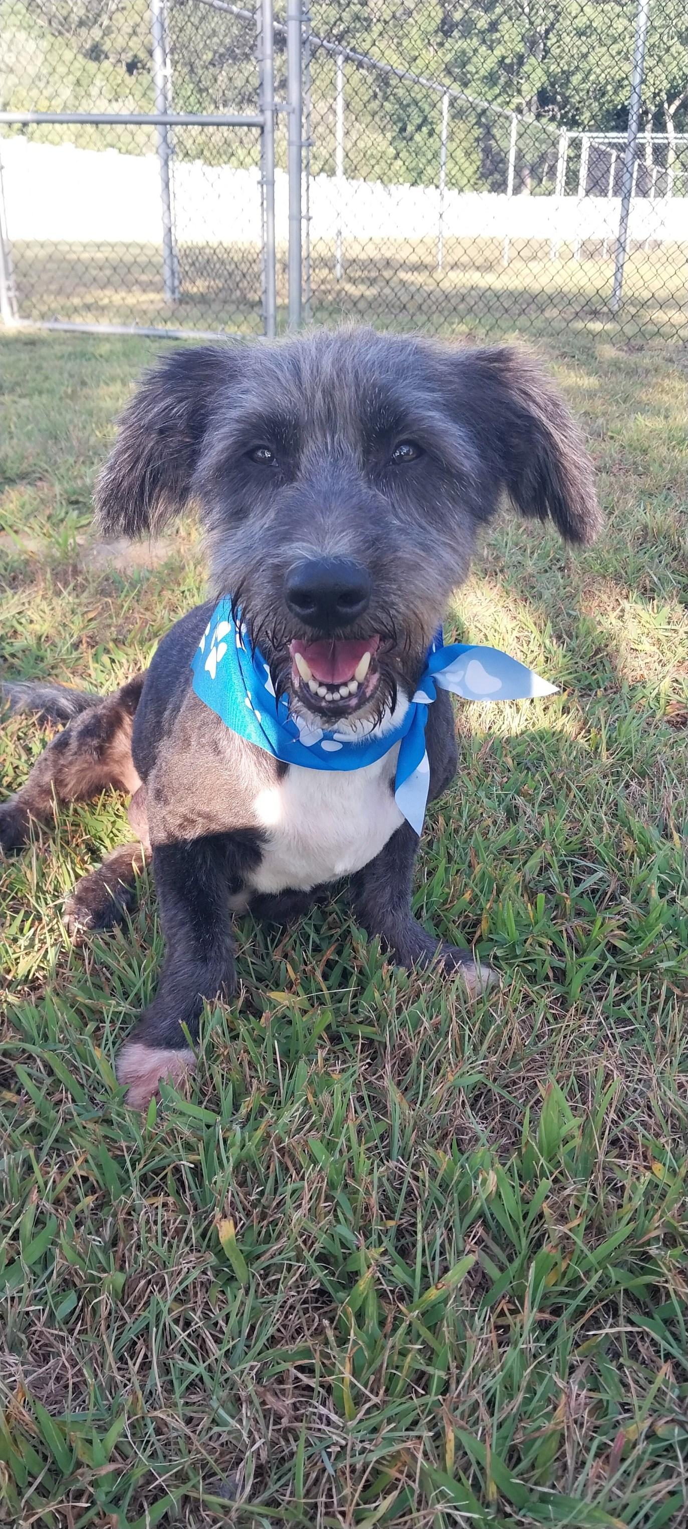 Enlarge Max, a ADOPTABLE Terrier in Cape May Court House, NJ image 2/4