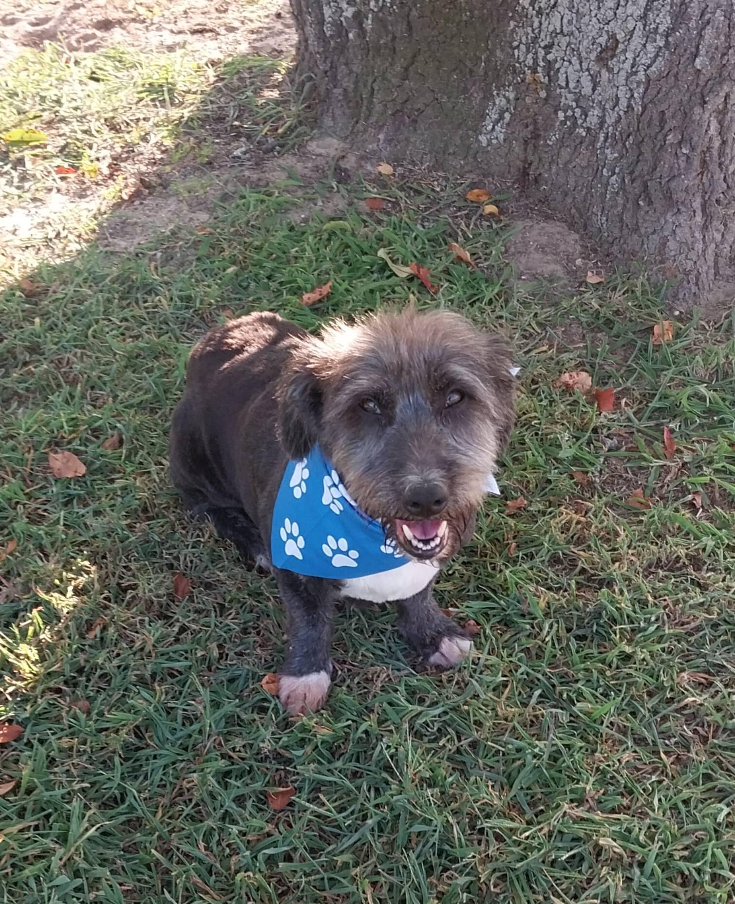 Enlarge Max, a ADOPTABLE Terrier in Cape May Court House, NJ image 3/4