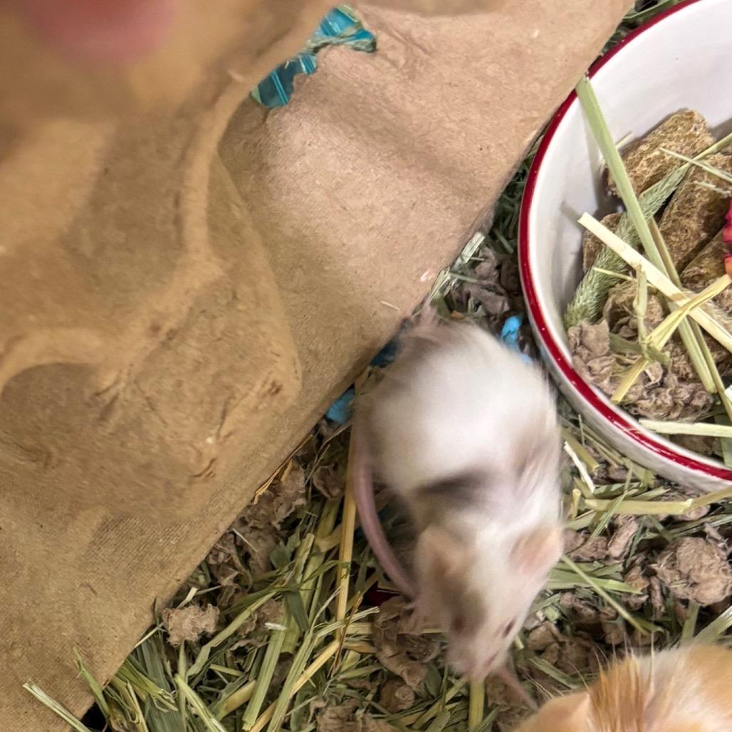 Shumai-In Foster, Adoptable, Baby Male Mouse.