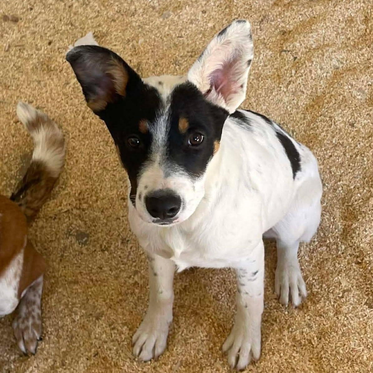 Ellie, adopted, Puppy Female Australian Cattle Dog / Blue Heeler & Border Collie.