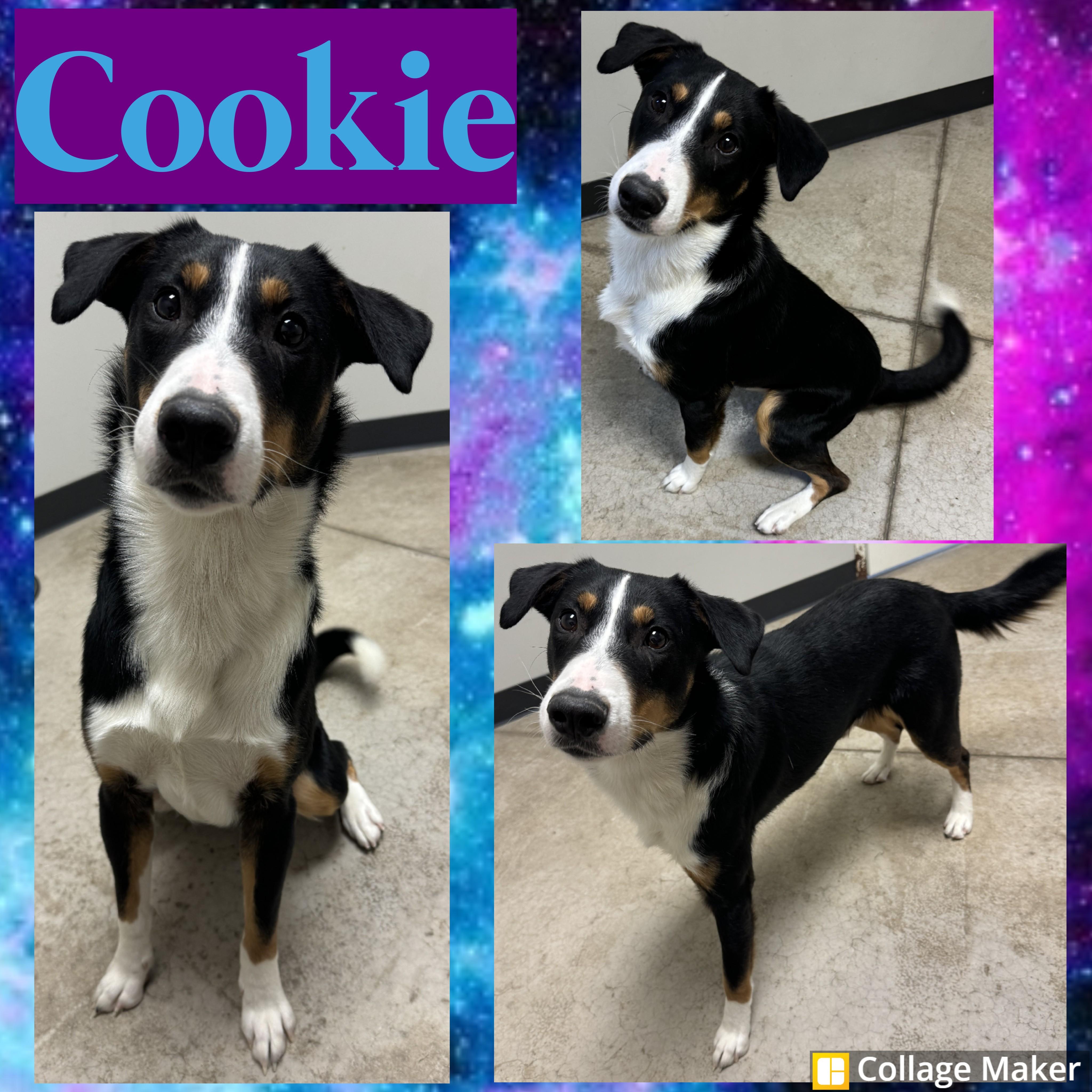 Cookie, ADOPTABLE, Adult Male Australian Shepherd.