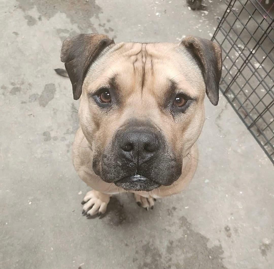 Enlarge Libby , a ADOPTABLE Mixed Breed in Acushnet, MA image 4/6