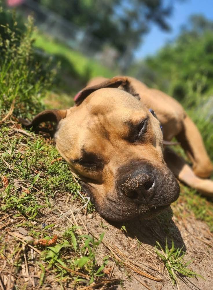 Enlarge Libby , a ADOPTABLE Mixed Breed in Acushnet, MA image 1/6