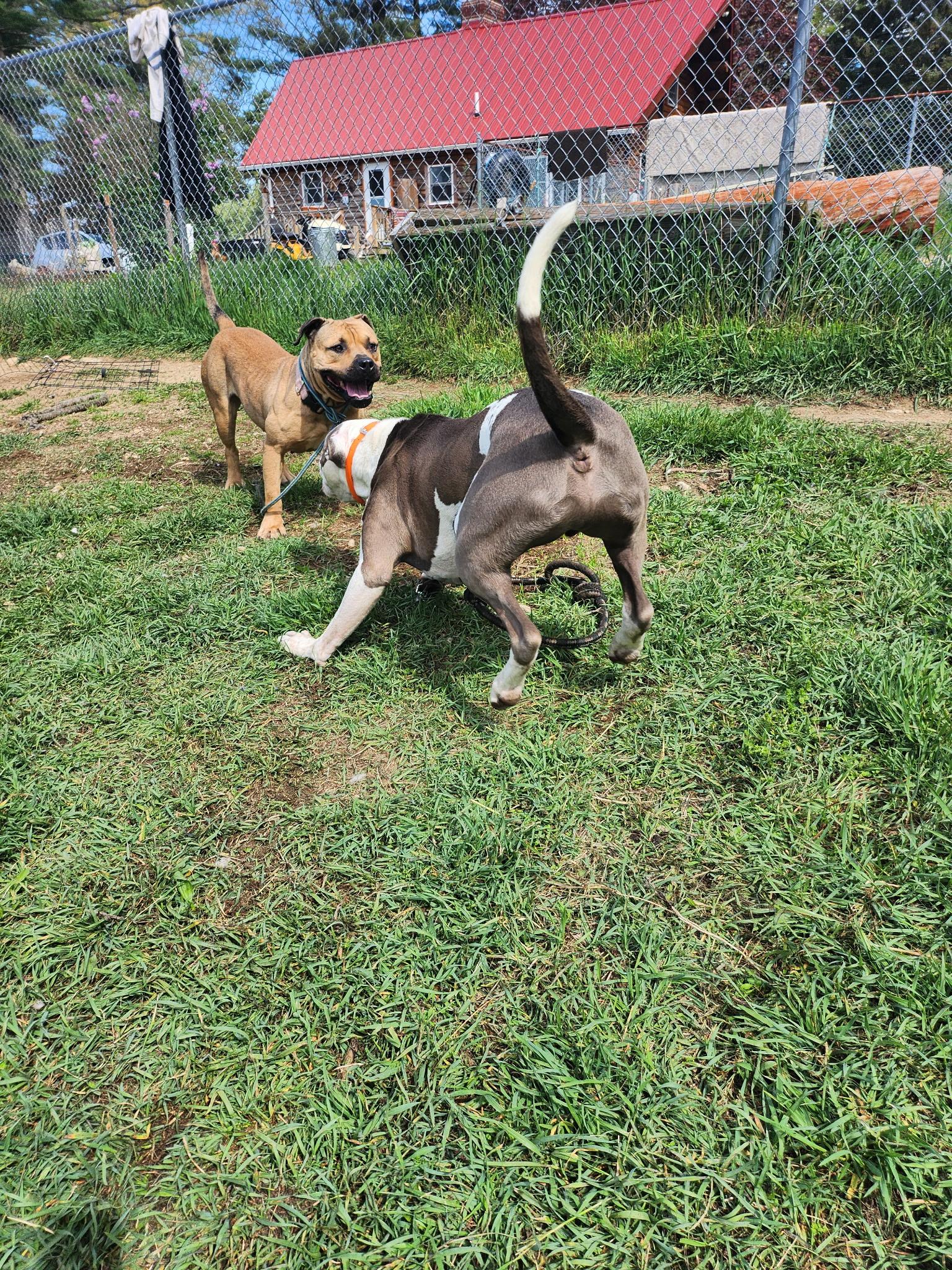 Enlarge Libby , a ADOPTABLE Mixed Breed in Acushnet, MA image 6/6