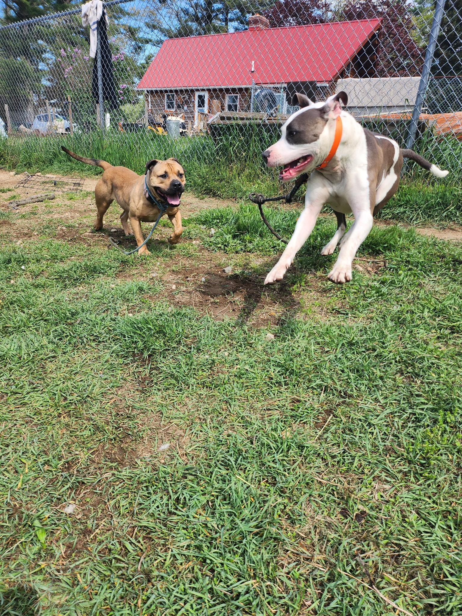 Enlarge Libby , a ADOPTABLE Mixed Breed in Acushnet, MA image 5/6
