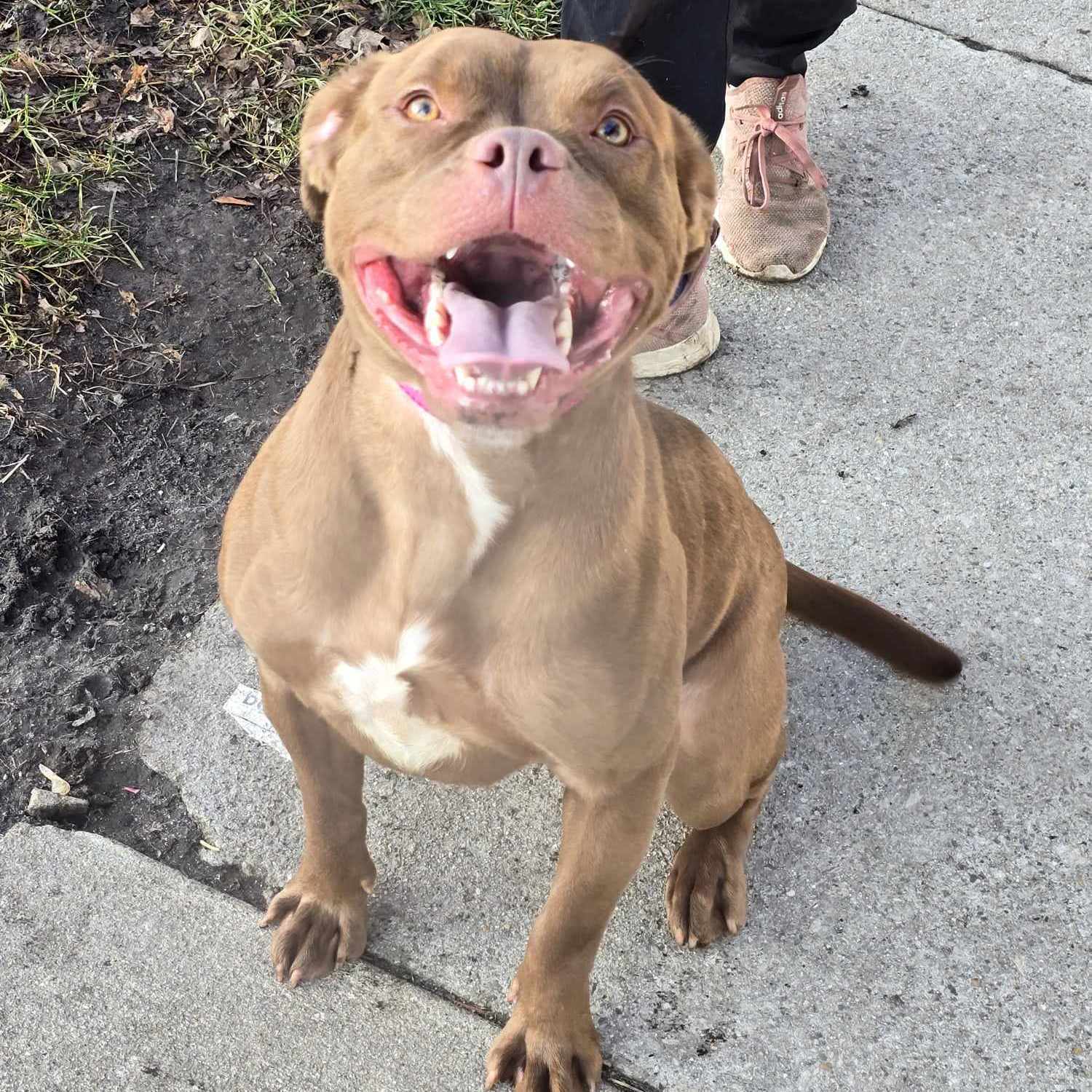 Nala  2