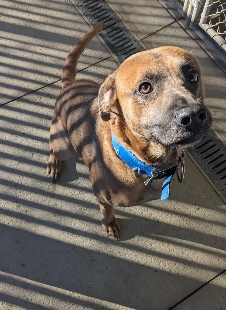 Chip, adopted, Adult Male Labrador Retriever.