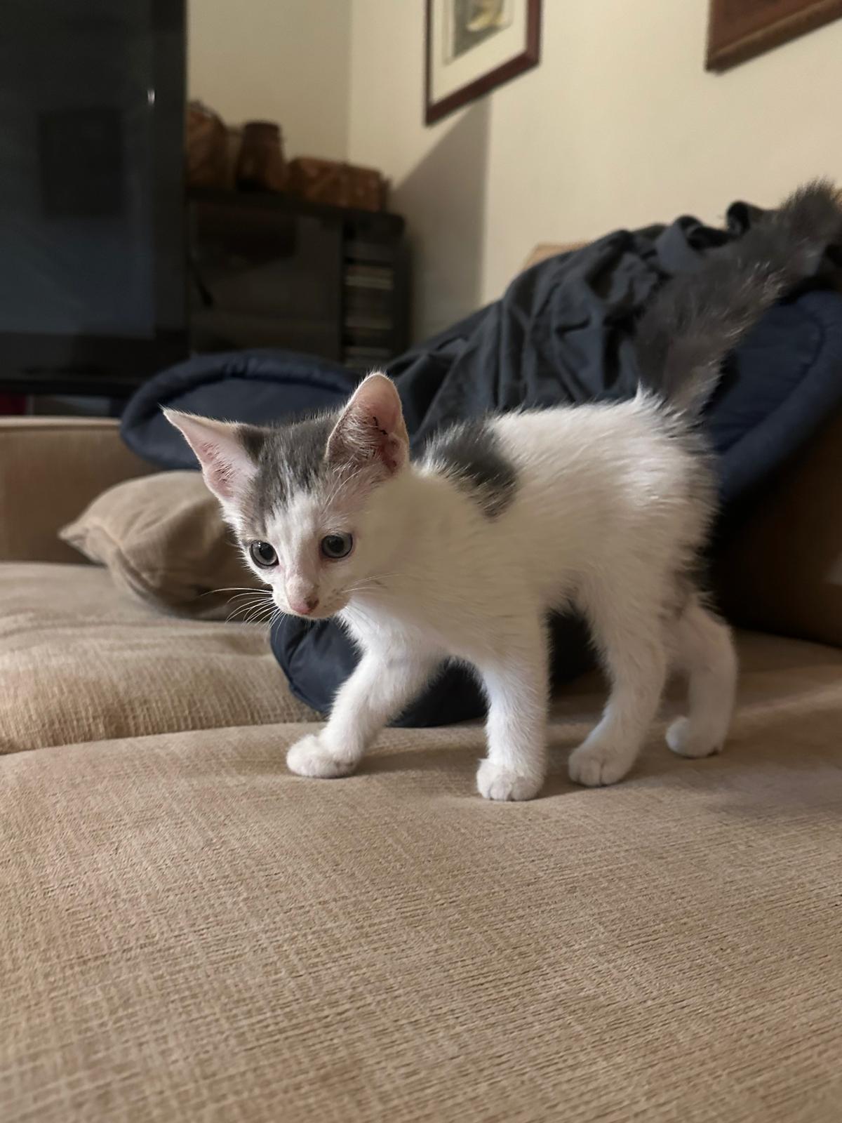 Enlarge MANCHITA, a Adopted American Shorthair in Miami, FL image 1/6