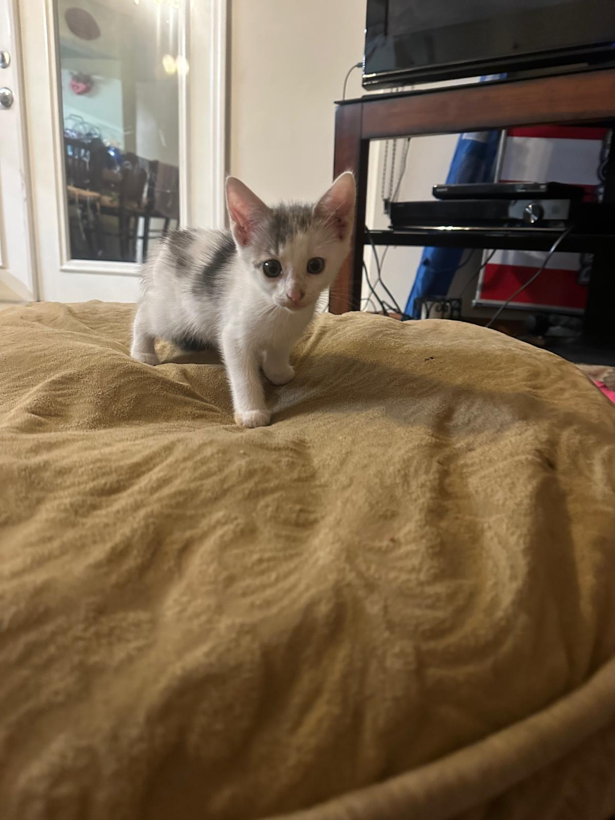 Enlarge MANCHITA, a Adopted American Shorthair in Miami, FL image 5/6