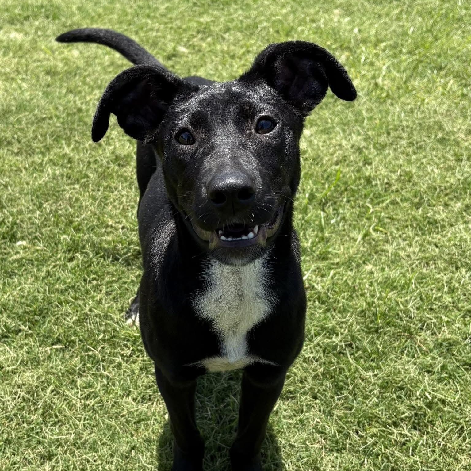 Daisy, a ADOPTABLE mixed breed in Wando, SC image 3/6