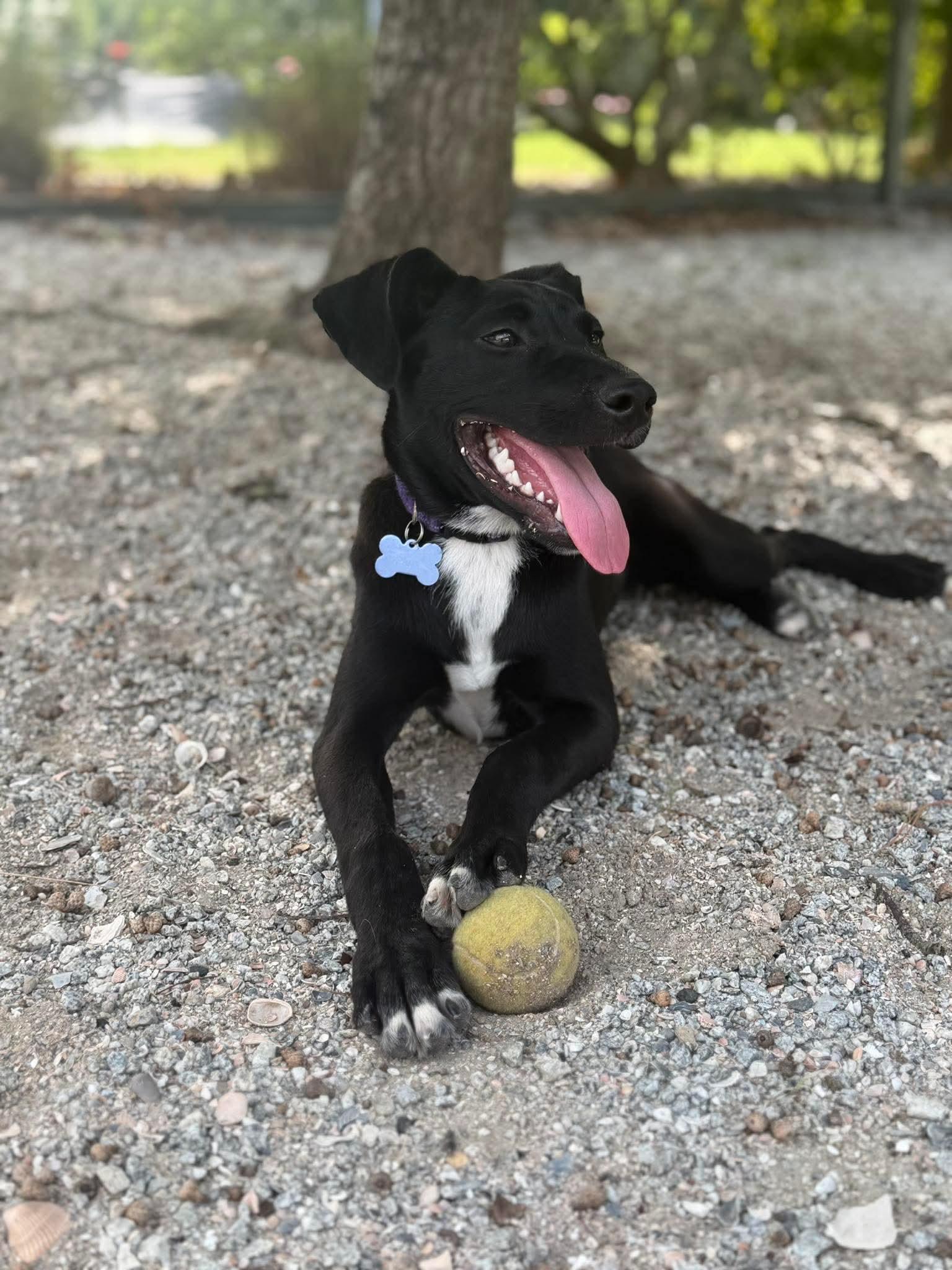 Daisy, ADOPTABLE, Puppy Female Retriever.