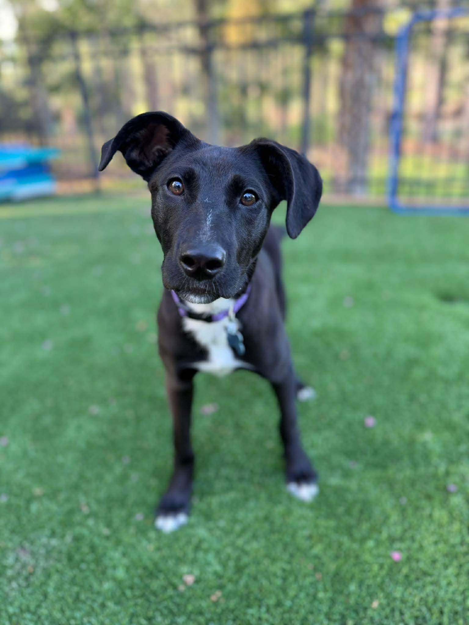 Daisy, a ADOPTABLE mixed breed in Wando, SC image 1/6
