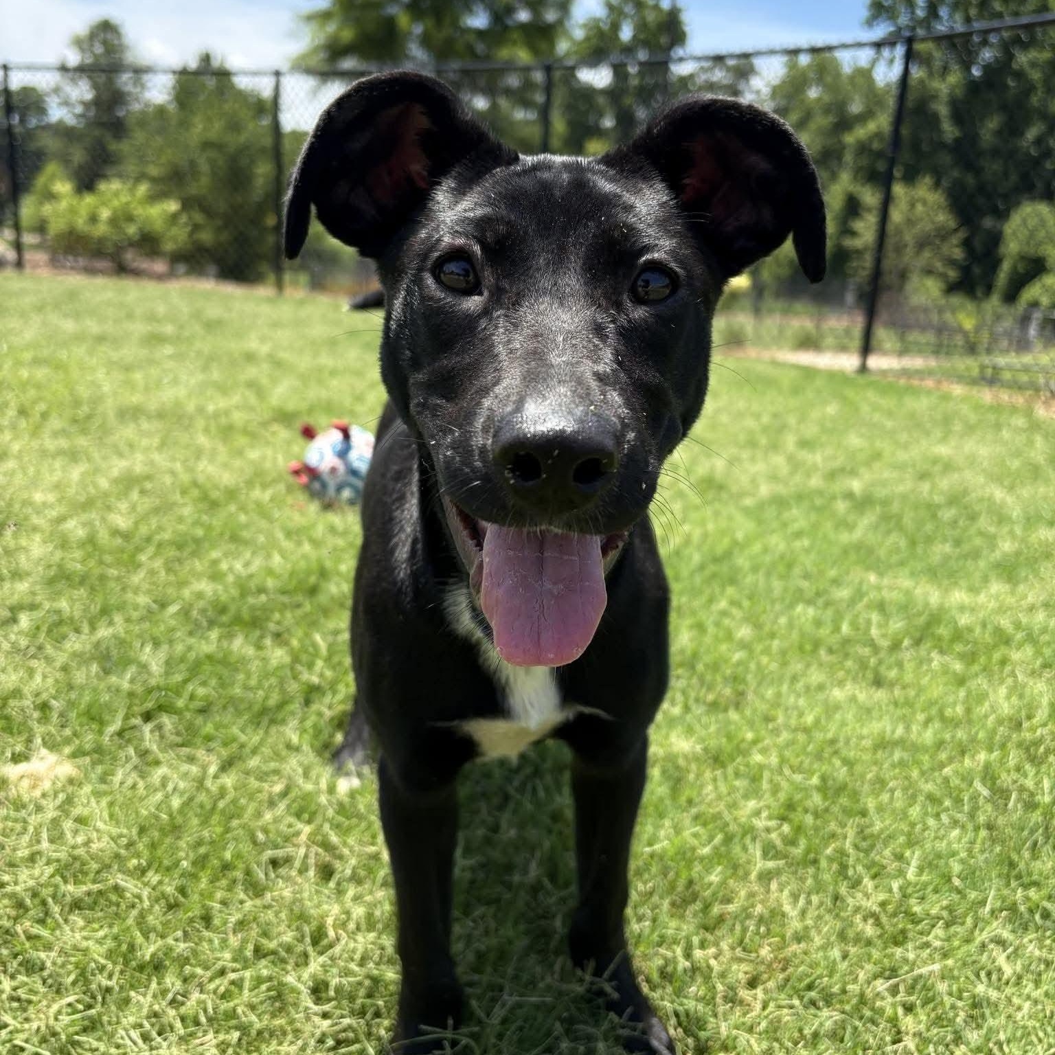 Daisy, ADOPTABLE, Puppy Female Retriever.