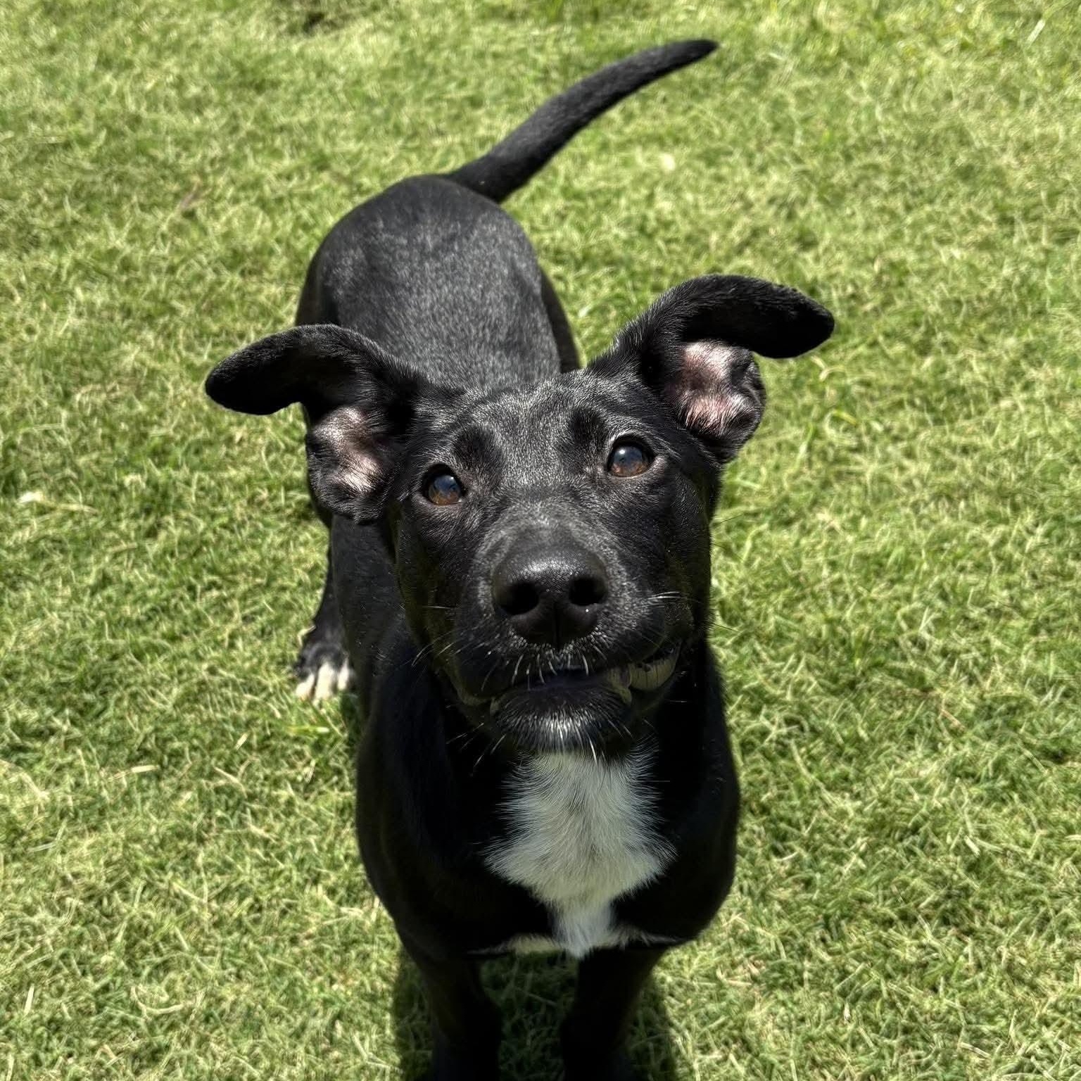 Daisy, a ADOPTABLE mixed breed in Wando, SC image 4/6