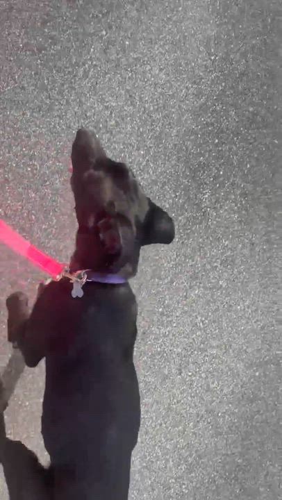 Enlarge Daisy, a ADOPTABLE mixed breed in Wando, SC video 5/6
