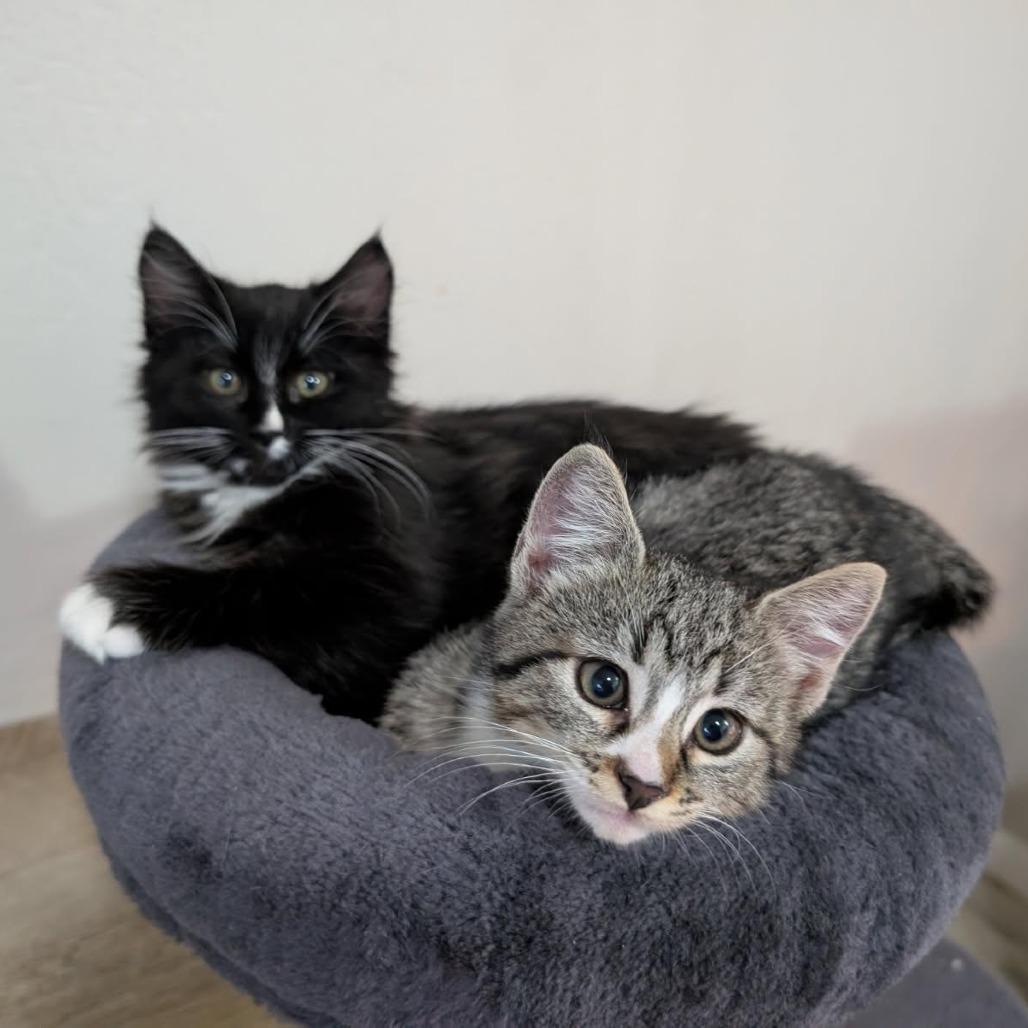 Zeus, Adoptable, Kitten Male Domestic Medium Hair.